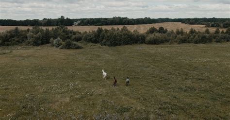 Aerial View of Horses Running in Farm Free Stock Video Footage, Royalty ...