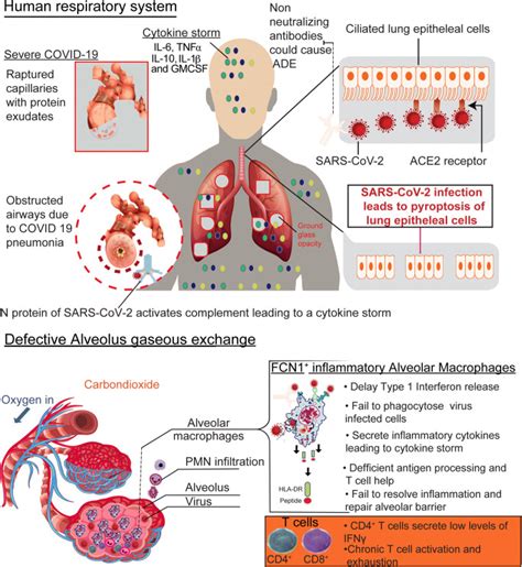 Immuno Epidemiology And Pathophysiology Of Coronavirus Disease