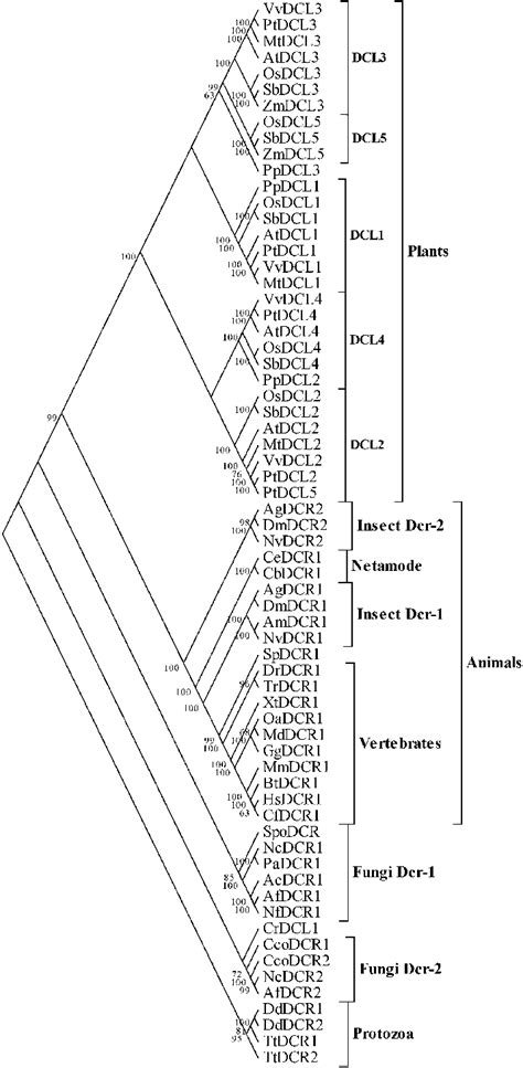 Phylogenetic Tree Of Dicer And Dicer Like DCL Proteins In Eukaryotic