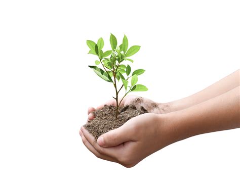 Tree Plant In Hand Isolated Dicut Photos 10869795 Png