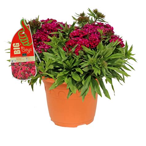 Grow By Obi Bartnelke Wei Rot Cm Dianthus Barbatus Kaufen Bei Obi