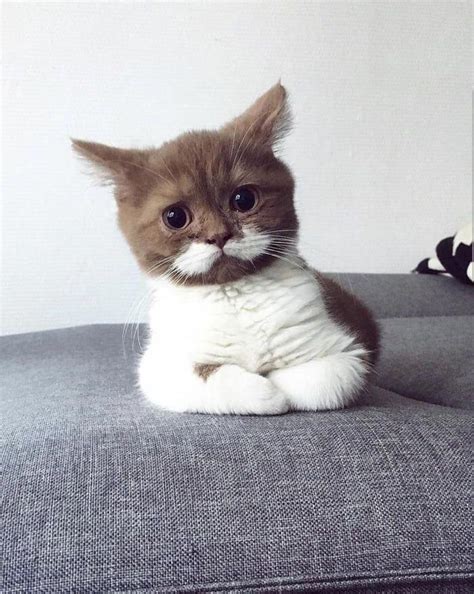 Concerned cat with a moustache : r/pics