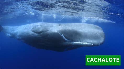 Ballena