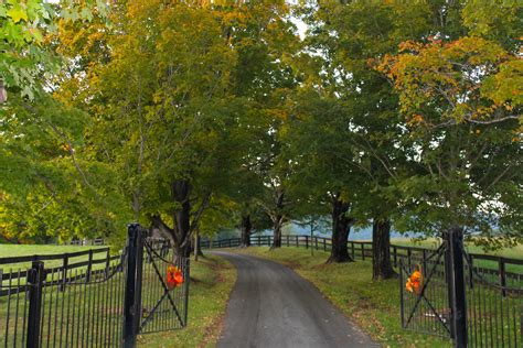 A beautiful, enticing tree-lined driveway in Charlottesville, VA | Tree ...