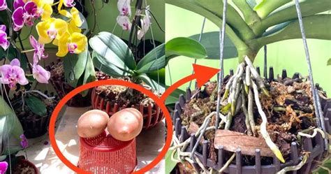 Come Coltivare E Curare Le Orchidee In Casa Le Avrete Come Quelle Dei