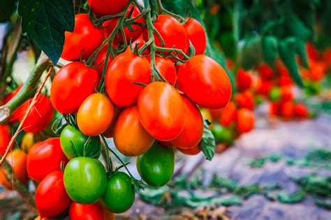 Tomate Kalorien N Hrwerte Sind Tomaten Gesund