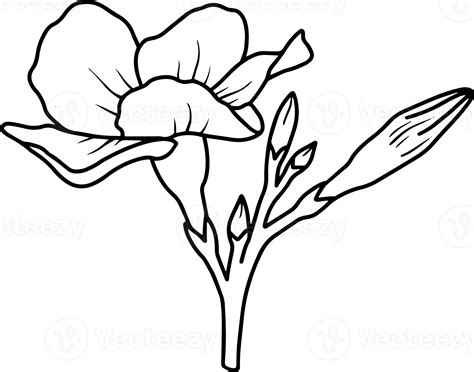 Wild Flower Line Art Illustration 10863618 PNG