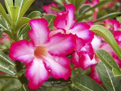 Desert Rose: Complete Guide To Growing Adenium | Gardening Know How