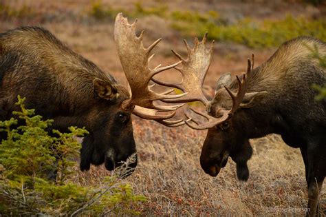 Alaskan Moose Adventure ’18 | Moose Peterson's Website