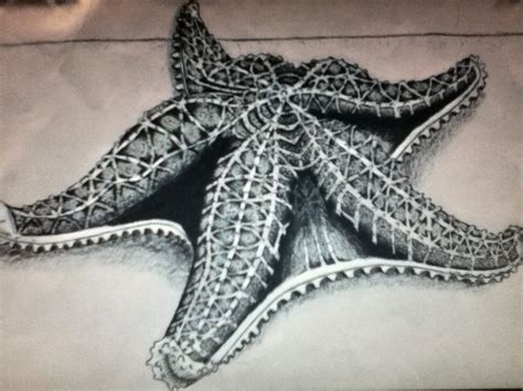 Realistic Starfish Drawing