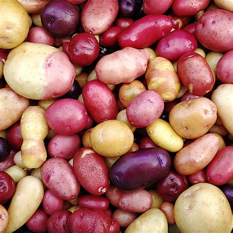 Mixed True Potato Seeds Tps Tetraploid Wide Mix Seeds