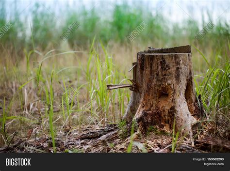 Stump Forest Old Tree Image And Photo Free Trial Bigstock