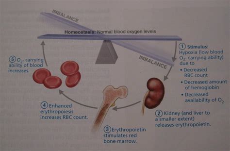 A&PII Eportfolio: Objective 54: How erythropoietin regulates red blood ...