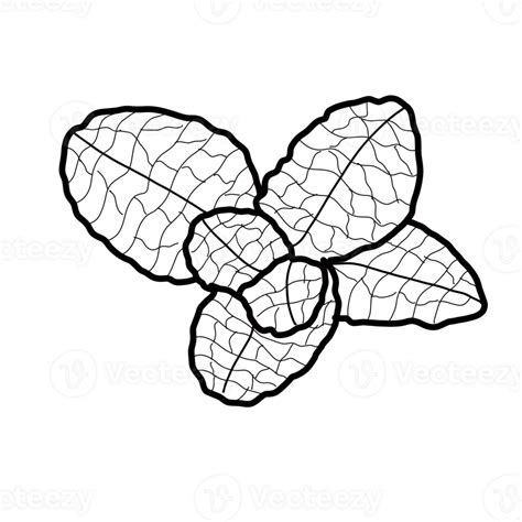 Mint Spice Hand Drawn Organic Line Doodle 34914684 PNG