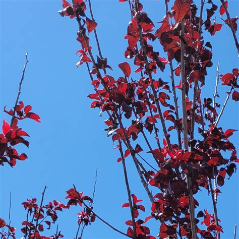 Prunus Cerasifera Atropurpurea Purple Leaf Plum Siteone