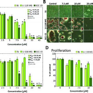 Adhesiveness Of Bj U Mg And Scc Cells After H Incubation