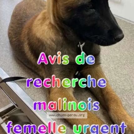 Chien Perdu on Twitter chien perdu à DRANCY 93700 FR https