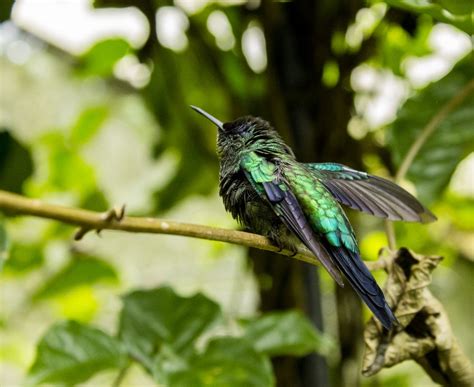 [OC] Iridescent Hummingbird in Brazil : r/pics