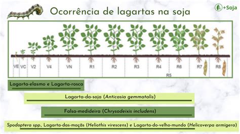 Qual A Import Ncia De Sabermos O Ciclo De Vida Das Lagartas Mais