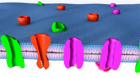 3D ma membrane cell biology