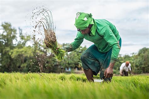 Philippines Super Rice Released For Commercial Use Philippine Primer