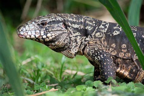 Fotografía Lagarto Overo De Mariano Ordoñez En