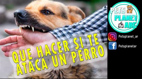 Qu Hacer Si Te Ataca Un Perro Youtube