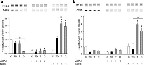 Acetylation Of Histone 3 Is Enhanced In Cells Treated With H2s