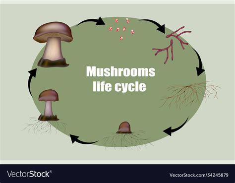 Mushroom Life Cycle Diagram