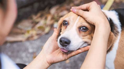 Abandono E Maus Tratos De Animais Mais De Den Ncias Desde