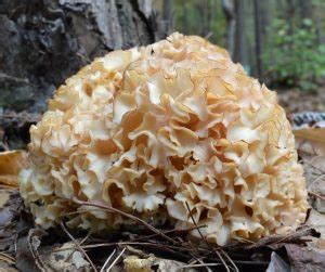 A Comprehensive List Of Common Wild Mushrooms In Kentucky