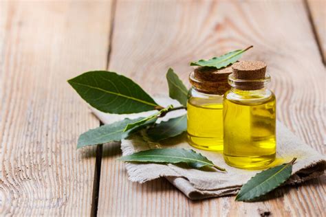 Olio Essenziale Di Alloro Propriet E Utilizzo