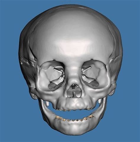 Human child skull anatomy model no teeth 3D model 3D printable | CGTrader