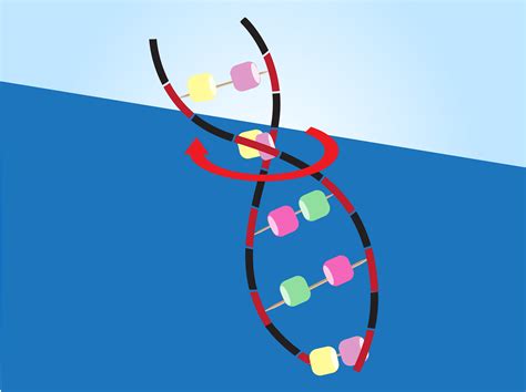 3 Ways to Make a Model of DNA Using Common Materials - wikiHow