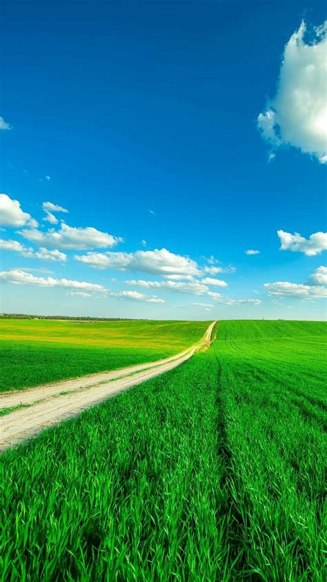 Paddy Field Nature Photography