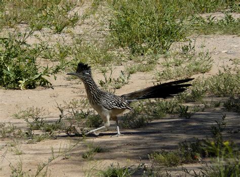 Fotos gratis naturaleza pájaro fauna silvestre Mayor corredor