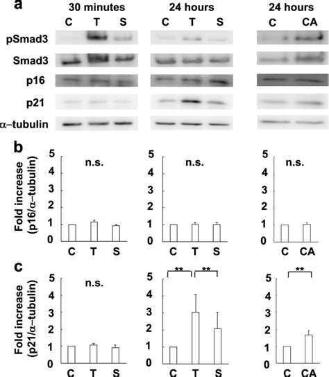 Expression of p16 and p21 induced by the activation of the TGF β1 Smad3