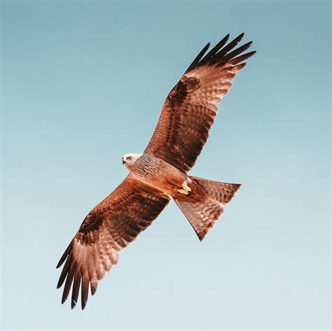 Birds Of Prey In Ireland And The Uk