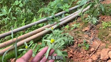 农村不起眼的“化痰止咳草”，它的用途特别厉害，赶快来认识一下 Youtube