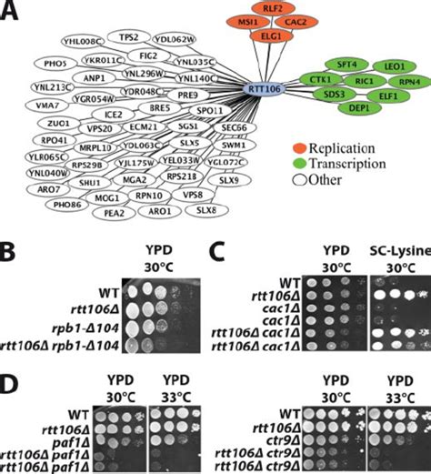 Genetic Interactions Of Rtt A Results Of The Synthetic Genetic