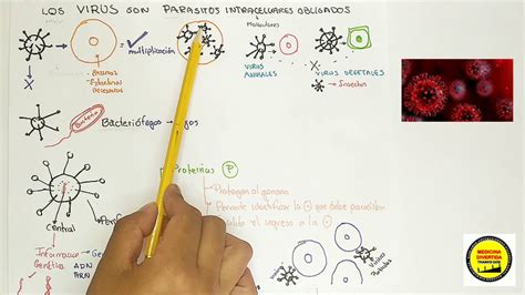 Los virus son parásitos intracelulares obligados Junqueira Cap1