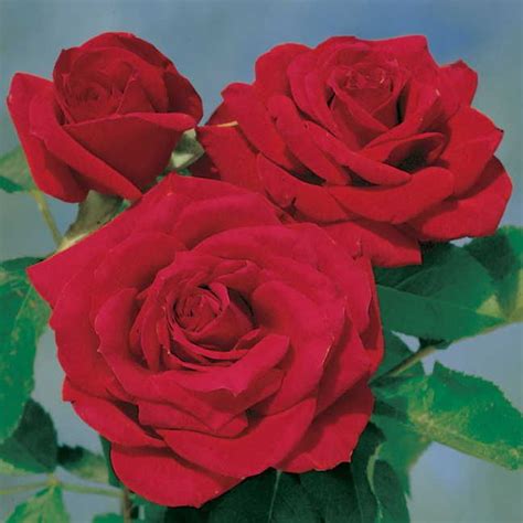 Rose 'Chrysler Imperial' Hybrid Tea Roses Care, Rose Fertilizer, Floribunda Roses, Secret Garden ...