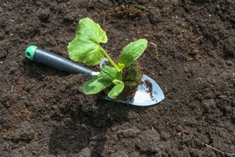 C Mo Preparar Un Abono Casero Para Que Tus Plantas Estallen De Flores