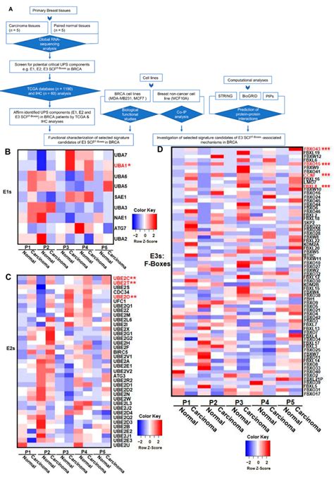 Rna Seq Analysis Revealed The Transcriptional Profiles Of The Key