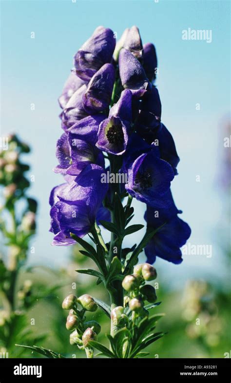 Medicinal Plant Monkshood Aconitum Napellus Eisenhut Stock Photo Alamy