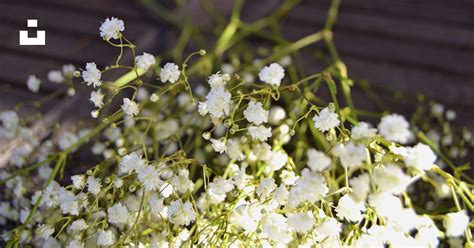 Foto Flores Blancas Con Hojas Verdes Imagen La Respiración Del Bebé