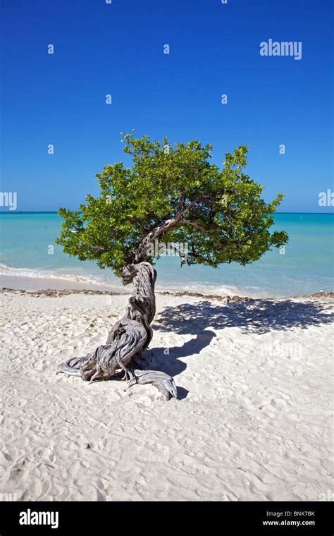 Divi Divi Tree of Aruba Stock Photo - Alamy