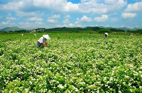 茉莉绽放 广西横州盛开乡村振兴“幸福花” 国际在线