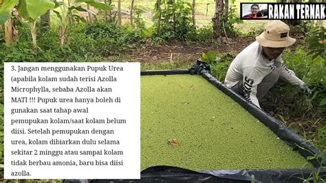 Cara Budidaya Azolla Yang Benar Perhatikan Beberapa Hal Ini Youtube