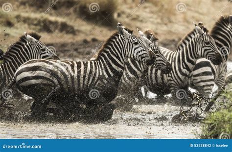 Zebras Galloping in a River, Serengeti, Tanzania Stock Photo - Image of ...